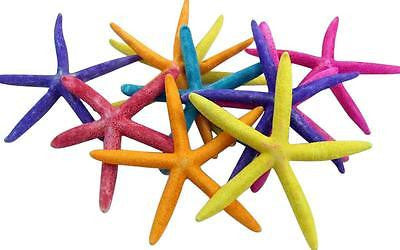 Real Colorfully Dyed Starfish Set of 10 in Net Gift Bag 6 to 8 Inches Long Each