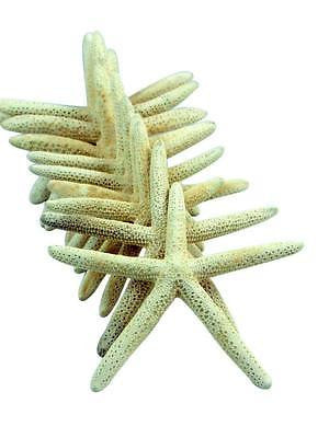 Real Natural White Starfish Set of 10 in Net Gift Bag 6 to 8 Inches Long Each